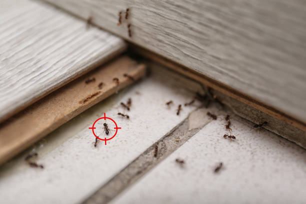 Best Flea Control Services  in Sylacauga, AL