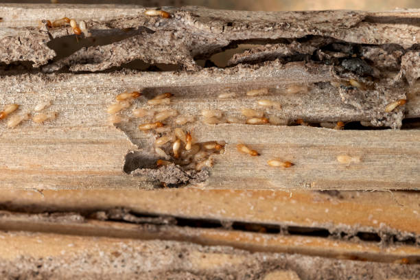 Best Affordable Pest Control Services  in Sylacauga, AL
